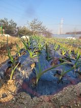 팜모닝 마늘 웃거름 주셨나요?·참여글 게시글 이미지