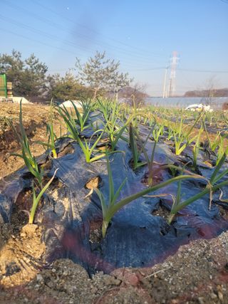 알렉산더님의 마늘 웃거름 주셨나요? · 참여글 작성글 사진