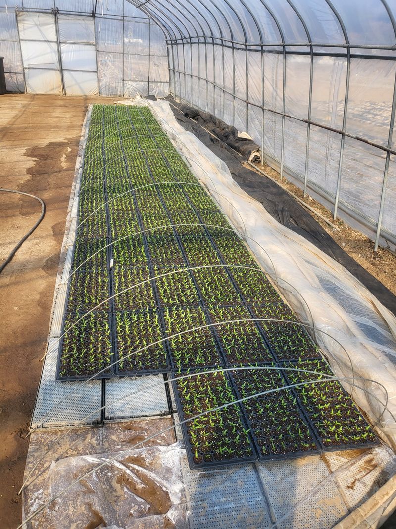 김두영님의 장터 판매 상품 [고추모종팔아요ㅡ ] 첨부 사진