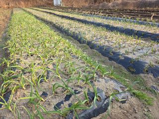 박천규 님의 마늘 웃거름 주셨나요? · 참여글 작성글 사진