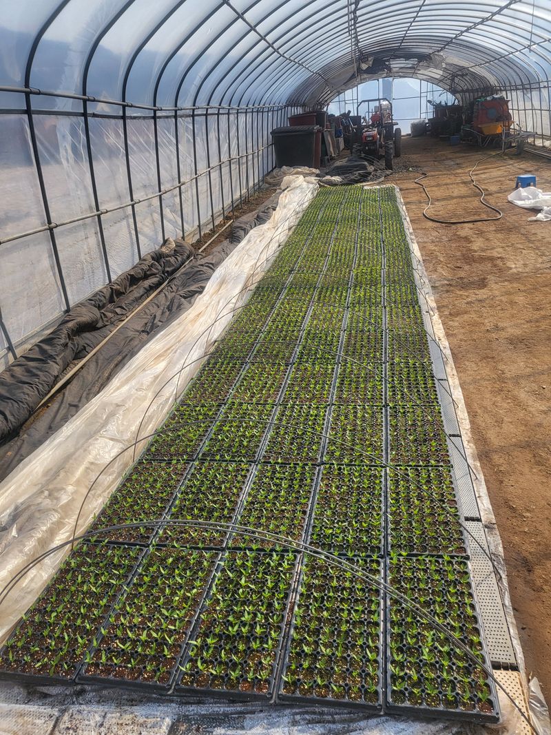 장터 상품 [고추모종팔아요ㅡ ] 썸네일