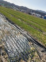 팜모닝 농사, 무엇이든 물어보세요!·참여글 게시글 이미지