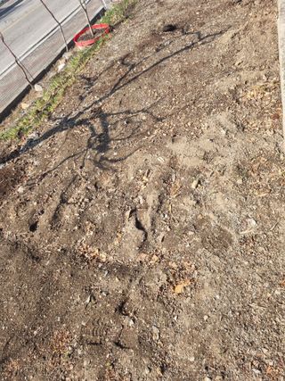 김용대님의 마늘 웃거름 주셨나요? · 참여글 작성글 사진