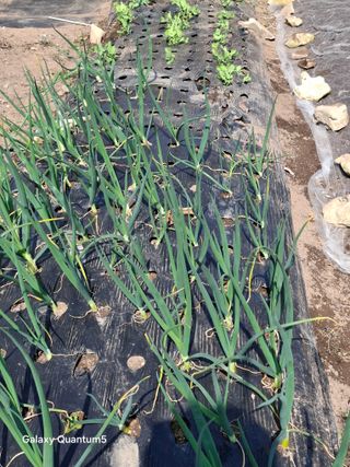 이세순님의 자유주제 · 자유게시판 작성글 사진