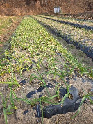 박천규 님의 마늘 웃거름 주셨나요? · 참여글 작성글 사진