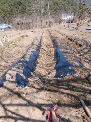 향양농장 사랑합니다님의 감자 · 자유게시판 작성글 사진