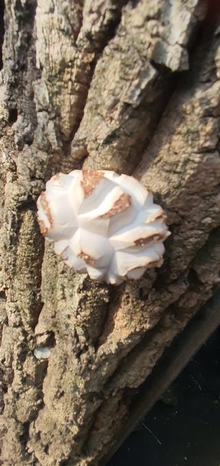 한밭농원님의 자유주제 · 자유게시판 작성글 사진