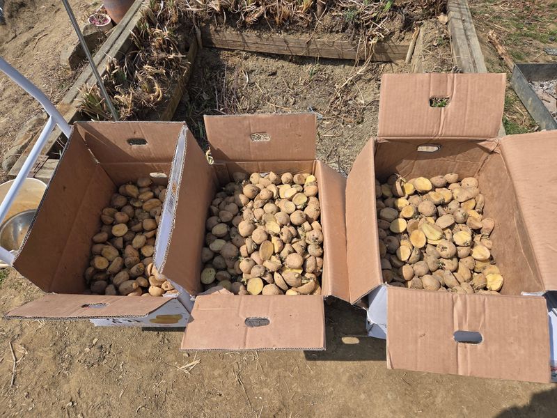 감자 고추11723님의 장터 판매 상품 [씨감자20kg] 첨부 사진