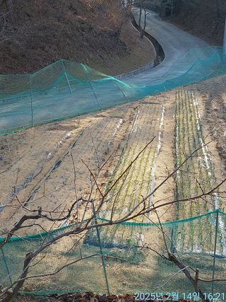 황대헌님의 마늘 웃거름 주셨나요? · 참여글 작성글 사진