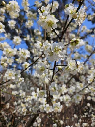경희아짐님의 자유주제 · 자유게시판 작성글 사진