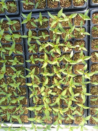 고군님의 농사, 무엇이든 물어보세요! · 참여글 작성글 사진