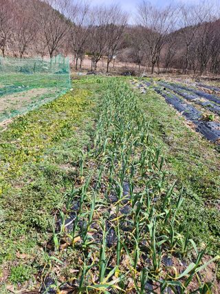 정해성님의 마늘 웃거름 주셨나요? · 참여글 작성글 사진