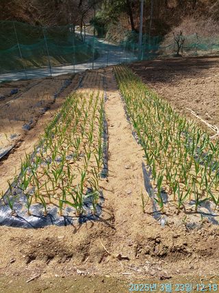 황대헌님의 마늘 웃거름 주셨나요? · 참여글 작성글 사진