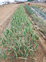 팜모닝 마늘 웃거름 주셨나요?·참여글 게시글 이미지