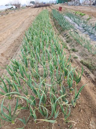 박정하님의 마늘 웃거름 주셨나요? · 참여글 작성글 사진