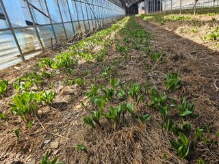 전봉우(채미농원)님의 자유주제 · 자유게시판 작성글 사진