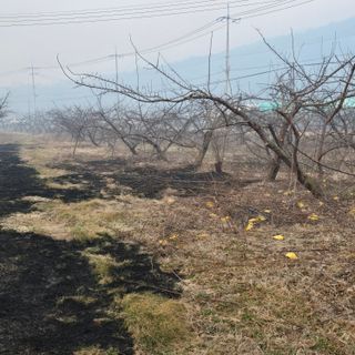 향기나무농장 님의 자유주제 · 자유게시판 작성글 사진