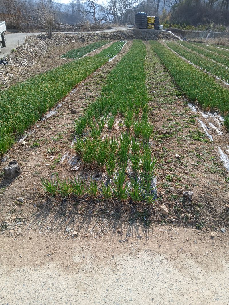 장터 상품 [노지쪽파 1kg] 썸네일