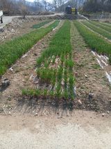 팜모닝 · 게시글 이미지