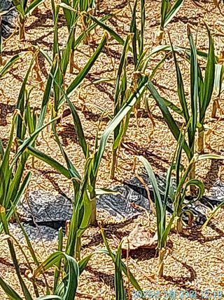황대헌님의 마늘 웃거름 주셨나요? · 참여글 작성글 사진