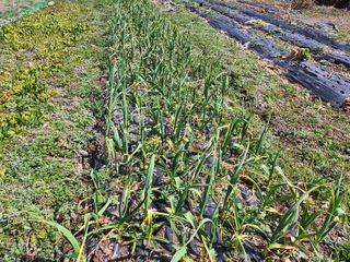 정해성님의 마늘 웃거름 주셨나요? · 참여글 작성글 사진