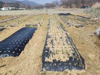 남궁봉님의 마늘 웃거름 주셨나요? · 참여글 작성글 사진