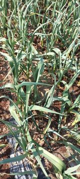 팜모닝 마늘 웃거름 주셨나요?·참여글 게시글 이미지