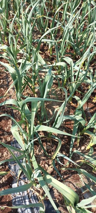 최윤희님의 마늘 웃거름 주셨나요? · 참여글 작성글 사진