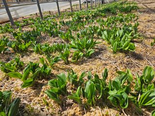 전봉우(채미농원)님의 자유주제 · 자유게시판 작성글 사진