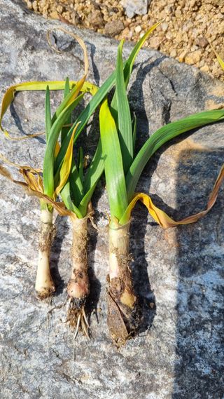 함영규님의 농사, 무엇이든 물어보세요! · 참여글 작성글 사진