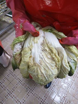 보녕님의 농사, 무엇이든 물어보세요! · 참여글 작성글 사진