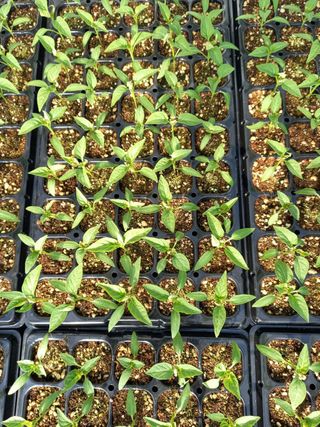 고군님의 농사, 무엇이든 물어보세요! · 참여글 작성글 사진