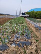 팜모닝 마늘 웃거름 주셨나요?·참여글 게시글 이미지