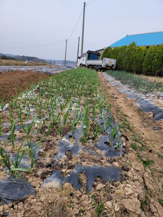 경안호님의 마늘 웃거름 주셨나요? · 참여글 작성글 사진