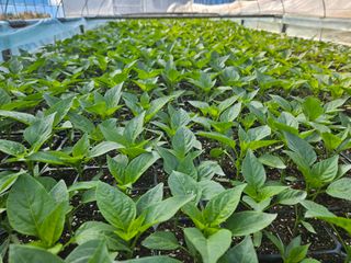 전봉우(채미농원)님의 자유주제 · 자유게시판 작성글 사진