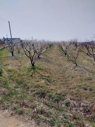 상추20832님의 마늘 웃거름 주셨나요? · 참여글 작성글 사진
