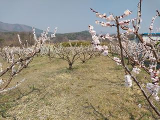 상추20832님의 마늘 웃거름 주셨나요? · 참여글 작성글 사진