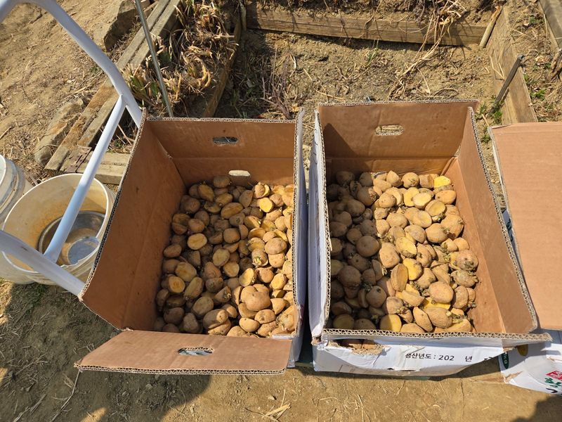 감자 고추11723님의 장터 판매 상품 [씨감자20kg] 첨부 사진