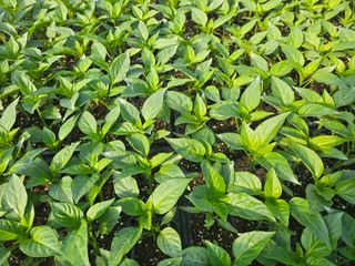 전봉우(채미농원)님의 자유주제 · 자유게시판 작성글 사진