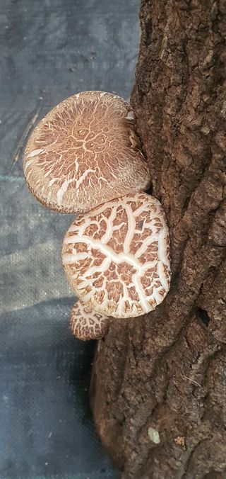 한밭농원님의 자유주제 · 자유게시판 작성글 사진