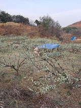 팜모닝 자유주제·자유게시판 게시글 이미지