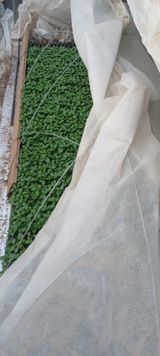 팜모닝 자유주제·자유게시판 게시글 이미지