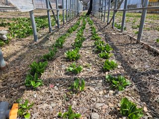 전봉우(채미농원)님의 자유주제 · 자유게시판 작성글 사진