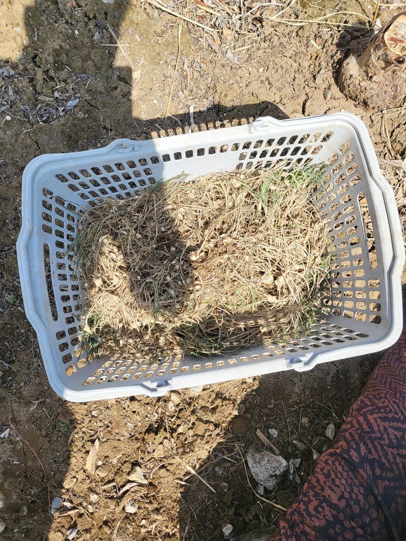 김두영님의 장터 판매 상품 [평창달래팔아요ㅡ] 첨부 사진