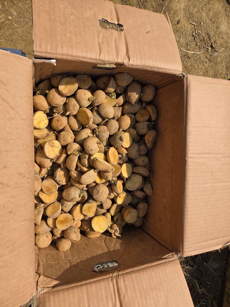 감자 고추11723님의 장터 판매 상품 [씨감자20kg] 첨부 사진