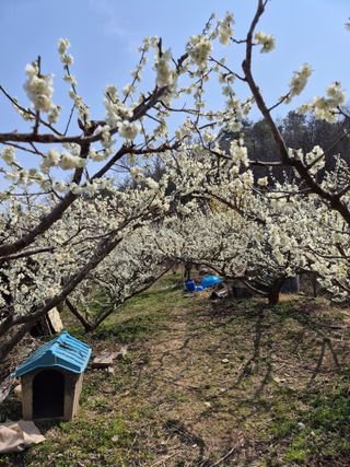 두릅나무17730님의 작성글 사진