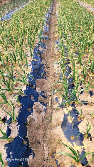 블랙타이거님의 마늘 웃거름 주셨나요? · 참여글 작성글 사진