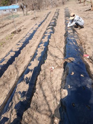 향양농장 사랑합니다님의 감자·자유게시판 작성글 사진