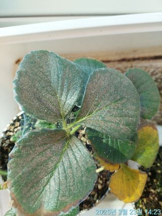 황대헌님의 자유주제 · 자유게시판 작성글 사진