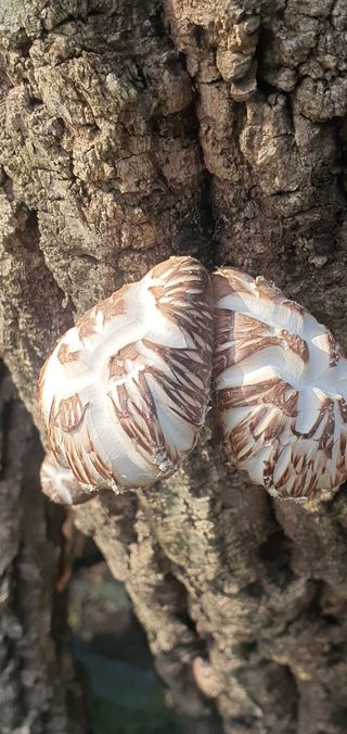 한밭농원님의 자유주제 · 자유게시판 작성글 사진